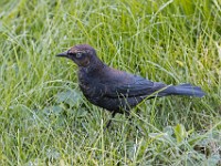 Q0I7431c  Rusty Blackbird (Euphagus carolinus) - fall/winter male